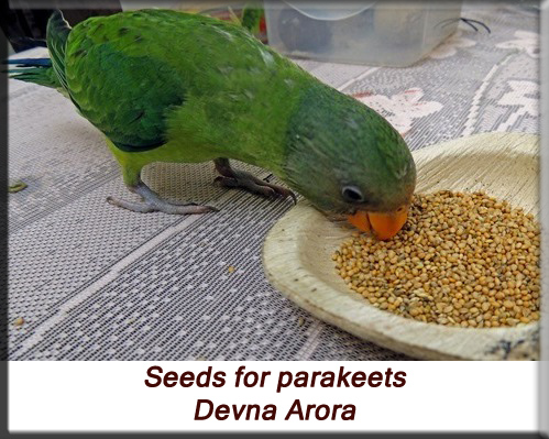 Devna Arora - Feeding parakeets in captivity